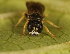 Entomognathus brevis