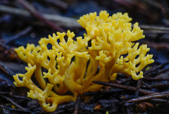Clavulinopsis corniculata