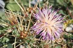 Centaurea raphanina