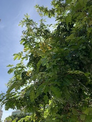 Paubrasilia echinata