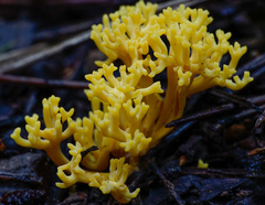 Clavulinopsis corniculata