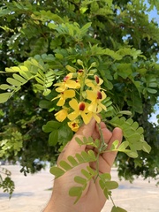 Paubrasilia echinata