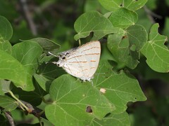 Hemiolaus caeculus