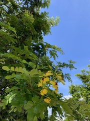 Paubrasilia echinata