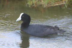 Fulica alai