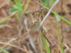 Freyeria trochylus