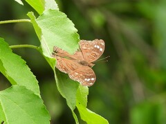 Junonia natalica
