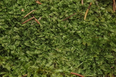 Calypogeia integristipula