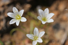 Gagea graeca