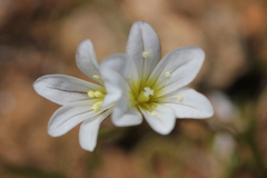 Gagea graeca