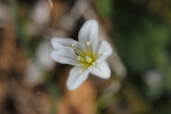 Gagea graeca