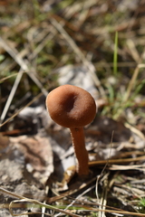 Laccaria bicolor