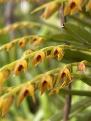 Acianthera glumacea