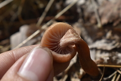 Laccaria bicolor