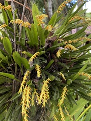 Acianthera glumacea