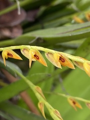 Acianthera glumacea