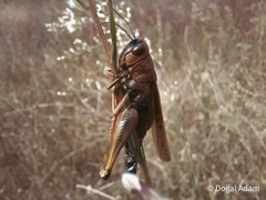 Eyprepocnemis plorans