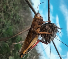 Eyprepocnemis plorans