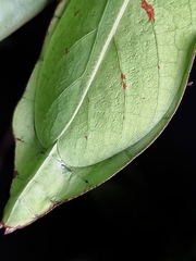 Cryptophyllium chrisangi