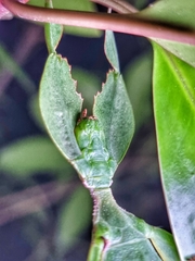 Cryptophyllium chrisangi