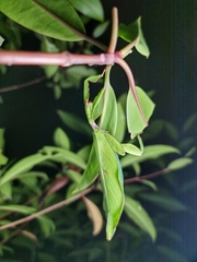 Cryptophyllium chrisangi