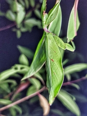 Cryptophyllium chrisangi