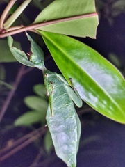 Cryptophyllium chrisangi