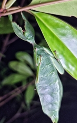 Cryptophyllium chrisangi