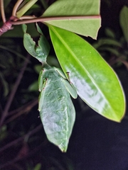 Cryptophyllium chrisangi