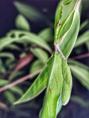 Cryptophyllium chrisangi