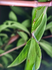 Cryptophyllium chrisangi