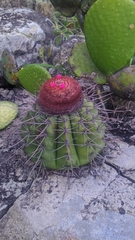 Melocactus