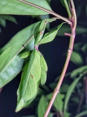 Cryptophyllium chrisangi