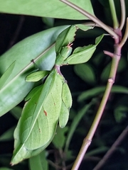 Cryptophyllium chrisangi
