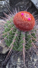 Melocactus
