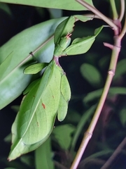 Cryptophyllium chrisangi