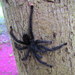 Antilles Pinktoe Tarantula - Photo (c) barloventomagico, some rights reserved (CC BY-NC-ND)