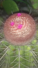 Melocactus