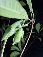 Cryptophyllium chrisangi