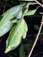 Cryptophyllium chrisangi