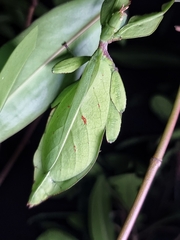 Cryptophyllium chrisangi