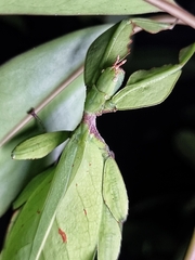 Cryptophyllium chrisangi