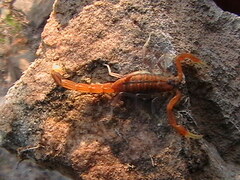 Uroplectes planimanus