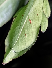 Cryptophyllium chrisangi