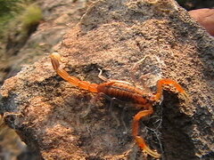 Uroplectes planimanus