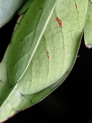 Cryptophyllium chrisangi