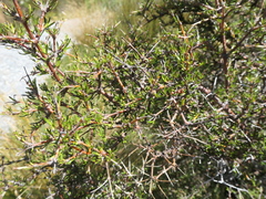 Coprosma rugosa