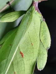 Cryptophyllium chrisangi