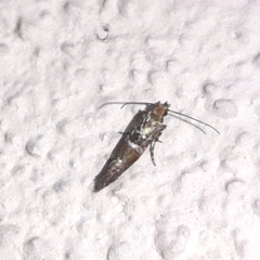 Cosmopterigidae