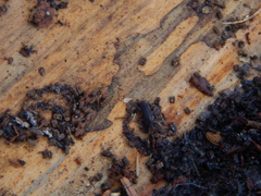 Uleiota planata